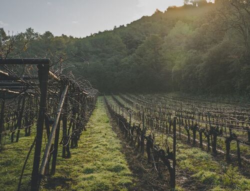 Zwischen Erde und Zeit: <br> Domaine du Grand Fontanille