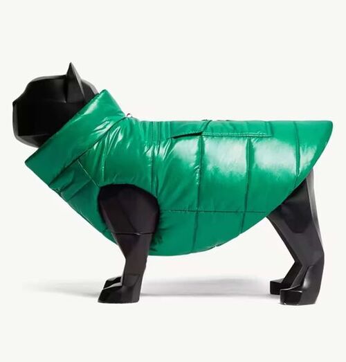 To Mark World Dog Day: Essentials for our Four-legged Friends